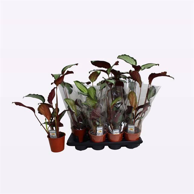 <h4>CALAT PICT ARGENTEA</h4>