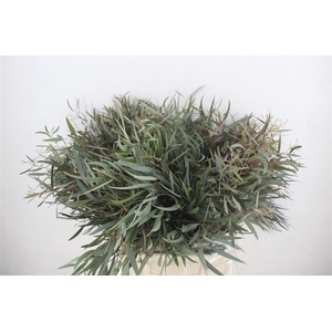 Euca Nicoly Short 150gr P Bunch