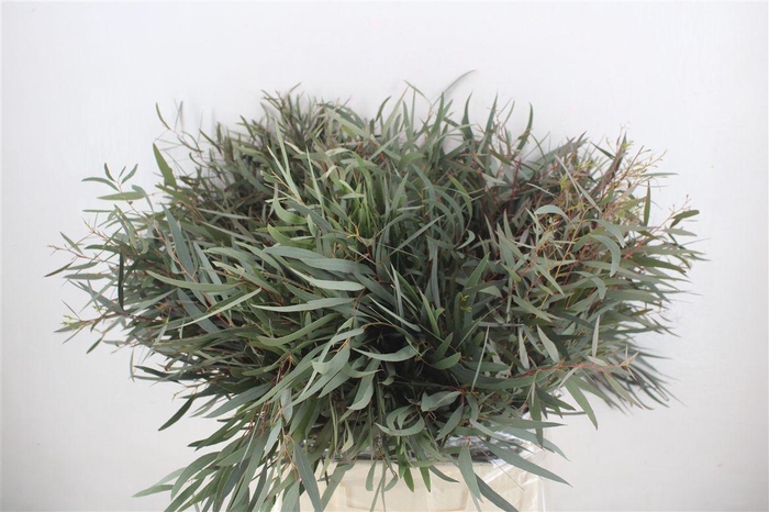 <h4>Euca Nicoly Short 150gr P Bunch</h4>