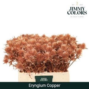 Eryngium (distel) L60 Koper + Glitter