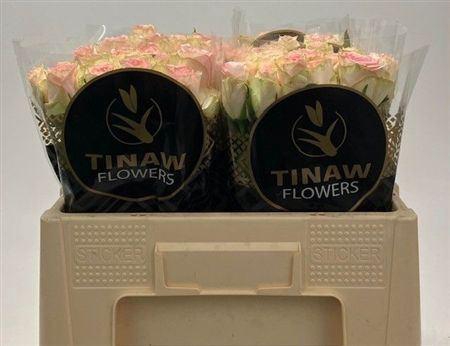 <h4>R Gr Esperance</h4>