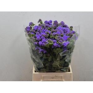 AGERATUM BLUE PLANET