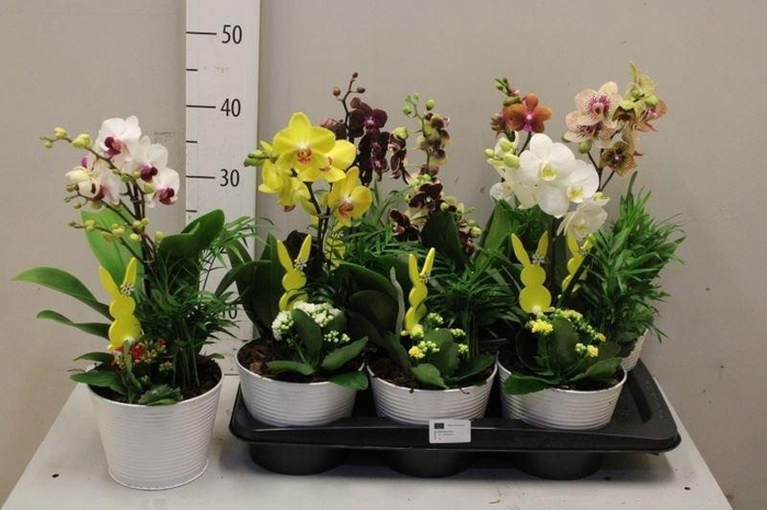 <h4>ARR KAMERPL BLOEI</h4>