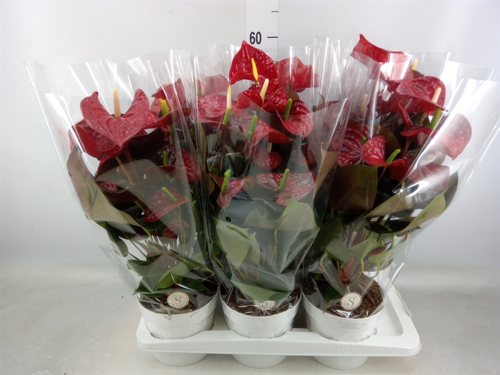 <h4>Anthurium andr. 'Coral Champion'</h4>