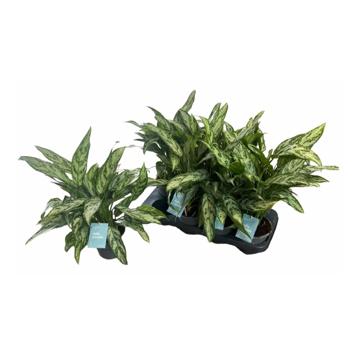 <h4>Aglaonema Silver Queen Compact 14Ø 40cm 5pp</h4>