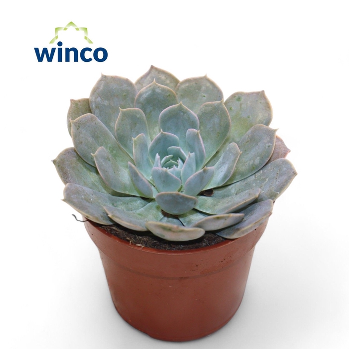 <h4>Echeveria Grey Prince</h4>