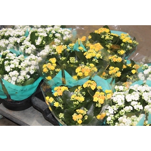 KALANCHOE DOBRADO C21