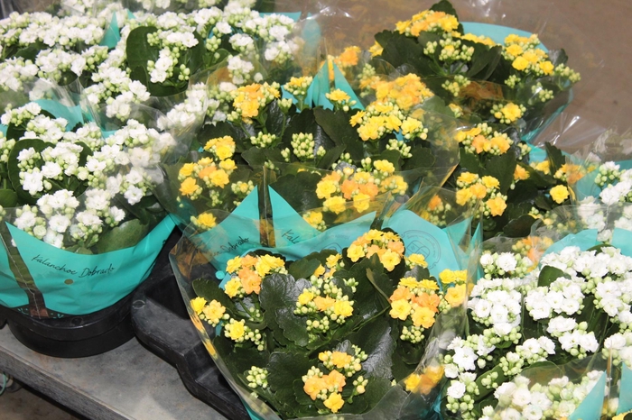 <h4>KALANCHOE DOBRADO C21</h4>