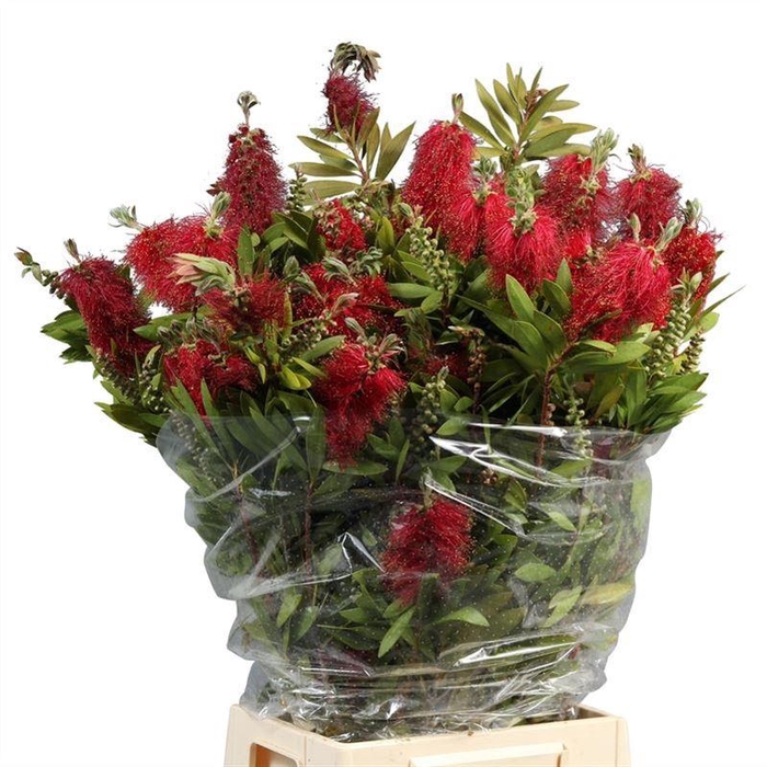 <h4>Callistemon</h4>