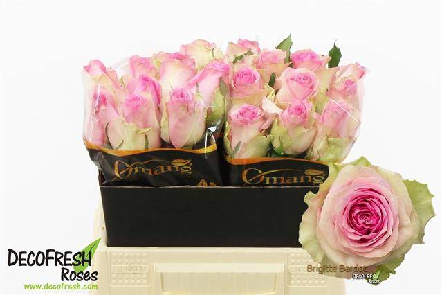 <h4>R Gr Brigitte Bardot Omang</h4>