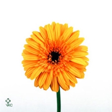 Thunbergia Battiscombei P19 PIRAMIDE