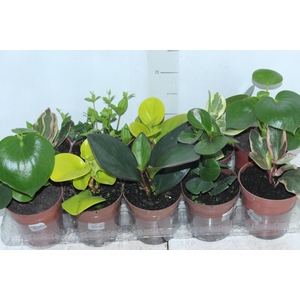 PEPEROMIA VARIADO P12