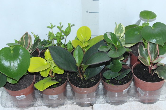 <h4>PEPEROMIA VARIADO P12</h4>