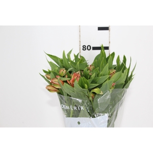 ALSTROEMERIA CHEERIO 080 CM