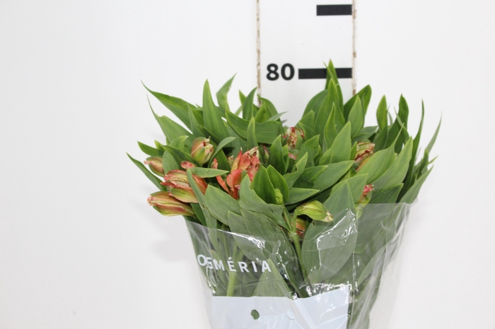 ALSTROEMERIA CHEERIO 080 CM