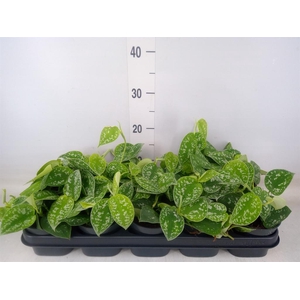 Scindapsus pictus 'Argyraeus'