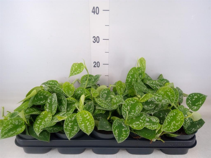 <h4>Scindapsus pictus 'Argyraeus'</h4>