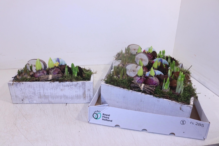 <h4>ARR BOL KNOLGEWAS</h4>