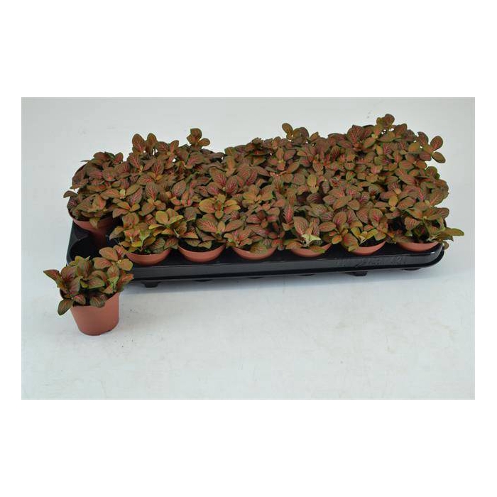 <h4>Fittonia verschaffeltii mini Josan 8,5Ø 15cm</h4>