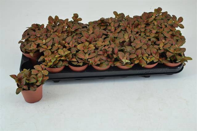 Fittonia verschaffeltii mini Josan 8,5Ø 15cm