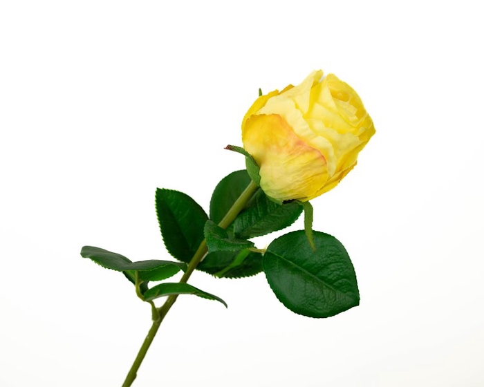 <h4>Rosa Yellow</h4>