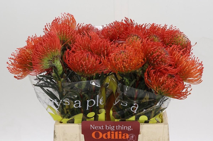 <h4>Nutans Succession</h4>