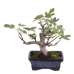 Bonsai Outdoor Deluxe Ficus carica ø15cm