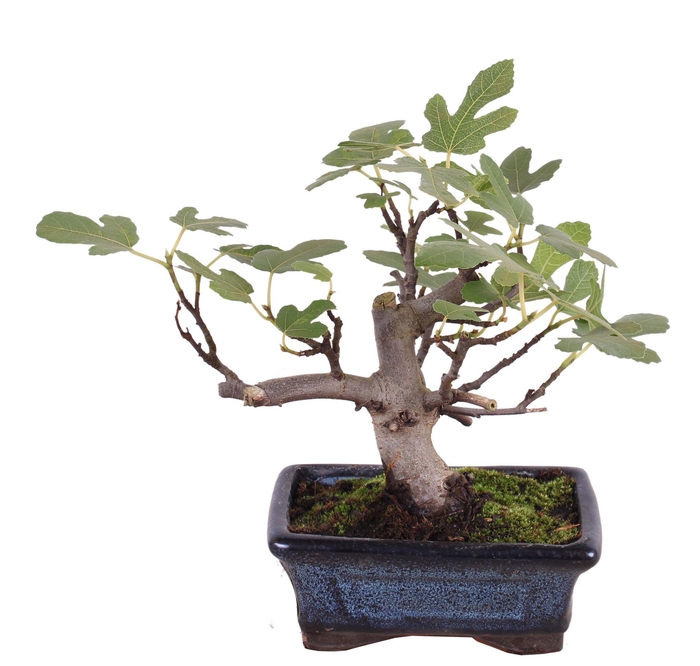 <h4>Bonsai Outdoor Deluxe Ficus carica ø15cm</h4>
