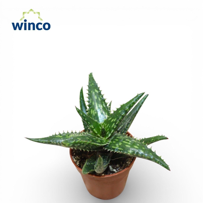 <h4>Aloe Jucunda</h4>