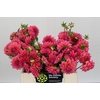 Dahlia Doris Duke