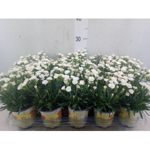 Dianthus allw. 'Lucky Lips Lisa'