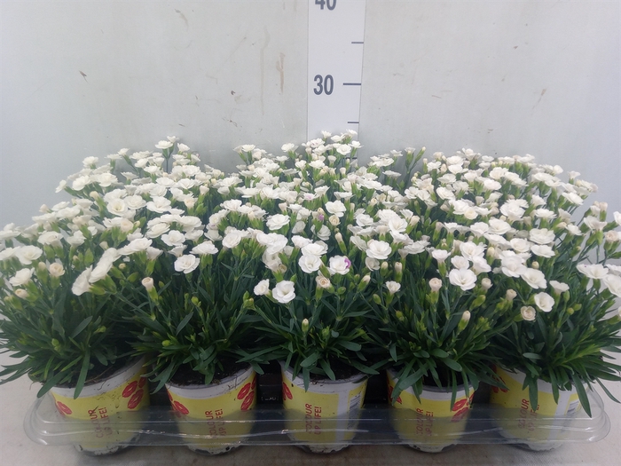 <h4>Dianthus allw. 'Lucky Lips Lisa'</h4>