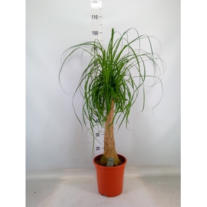 Beaucarnea recurvata