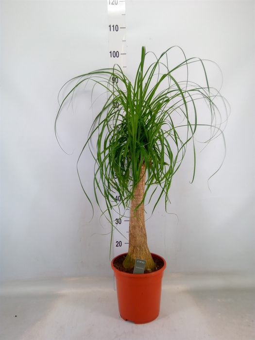 <h4>Beaucarnea recurvata</h4>