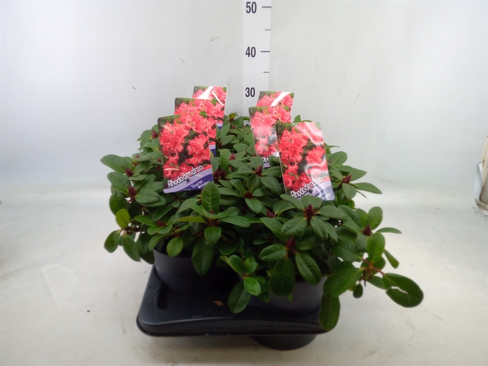 <h4>Rhododendron FO 'Scarlet Wonder'</h4>