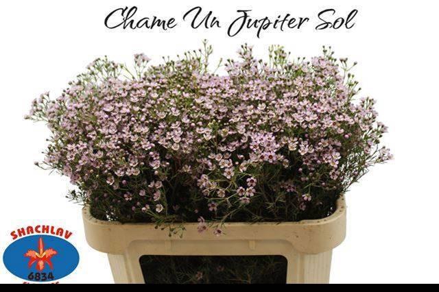 <h4>CHAME UN JUPITER SOL</h4>