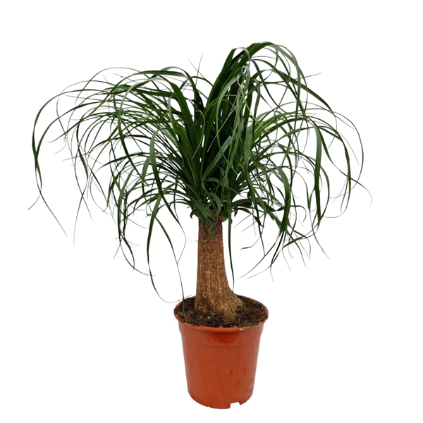 <h4>Beaucarnea 19 cm</h4>