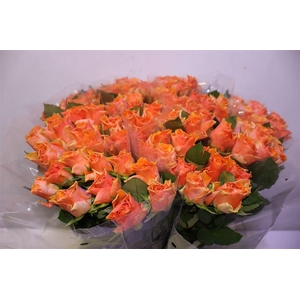 R Gr Arancio X10