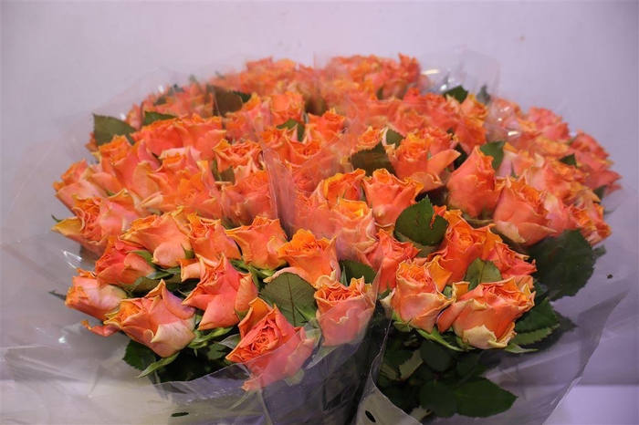 <h4>R Gr Arancio X10</h4>