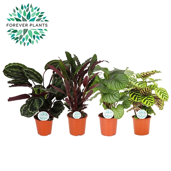 Calathea Gemengd p21