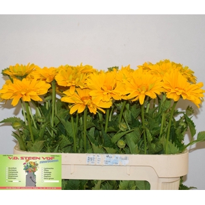 HELIOP YELLOW SPIDER