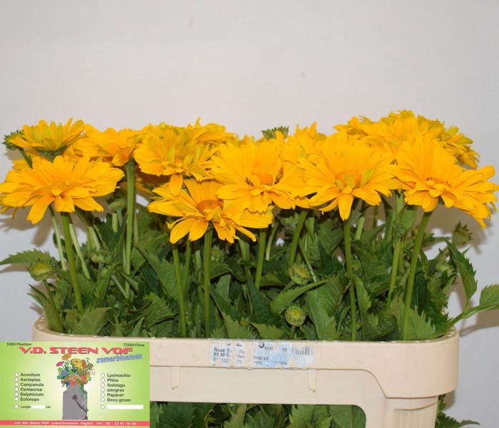 <h4>HELIOP YELLOW SPIDER</h4>
