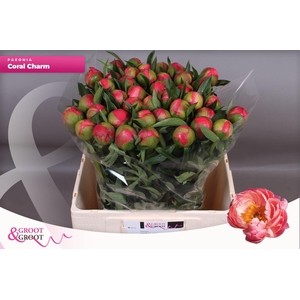 Paeonia Coral Charm | XXL