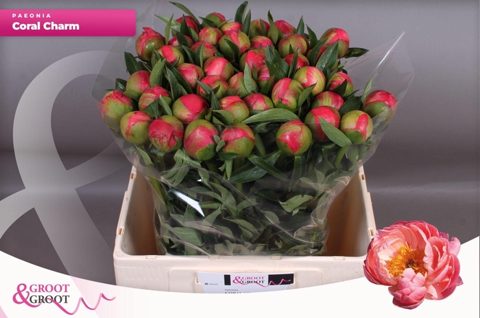Paeonia Coral Charm | XXL
