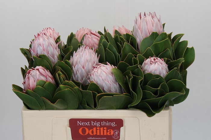 <h4>Protea Cynaroides</h4>