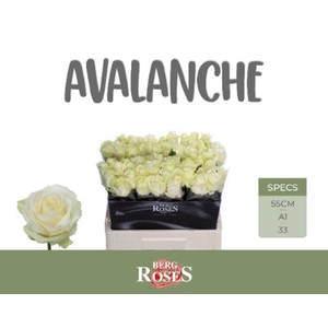 Rosa large avalanche+