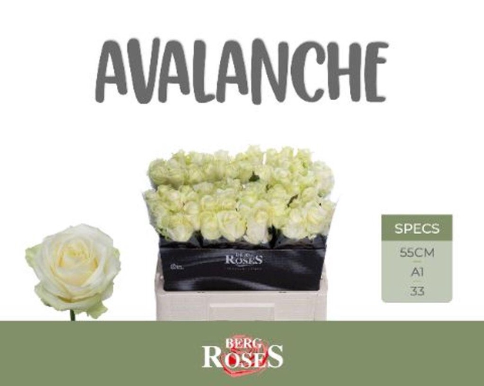 <h4>Rosa large avalanche+</h4>