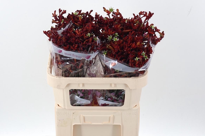 <h4>Anigoz Early Spring</h4>