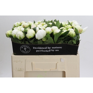 Paeonia Madame Claude Tain