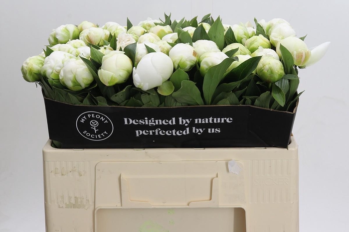 <h4>Paeonia Madame Claude Tain</h4>